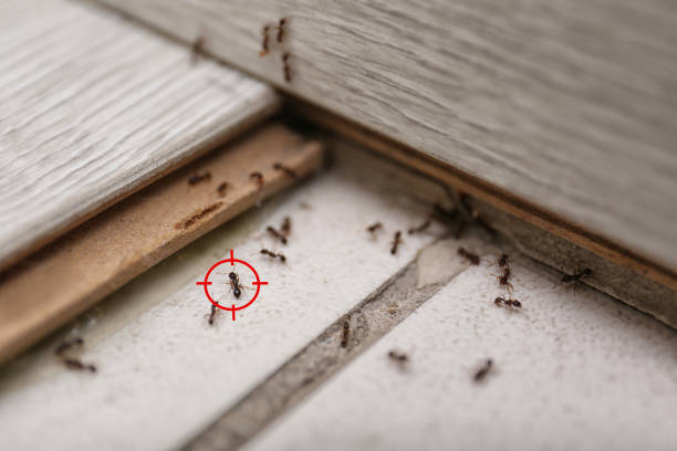 Best Wasp Removal Services  in Griffin, GA